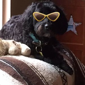 Meet your Posher, Joni